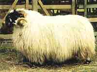 スコティッシュブラックフェイス羊：特徴、用途、品種情報