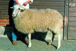 ターギー羊：特徴、起源、用途、品種情報