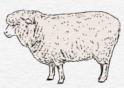ダマラ羊：特徴、起源、用途、品種情報