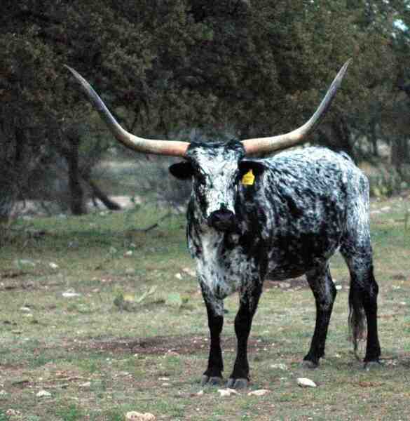 テキサスロングホーン牛：特徴、用途、および完全な品種情報