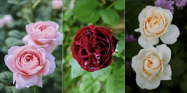 バラの栽培：初心者のための商業的なバラの栽培