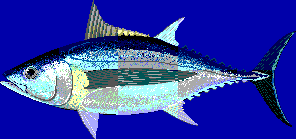 ビンナガ魚：特徴、食餌、繁殖および用途
