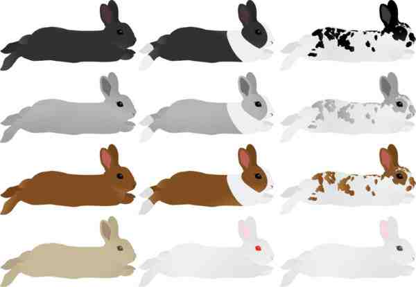 フレンチロップのウサギ：特徴、使用法および完全な品種情報