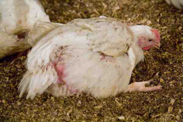 ブロイラー養鶏飼料：肉用鶏に何を与えるか
