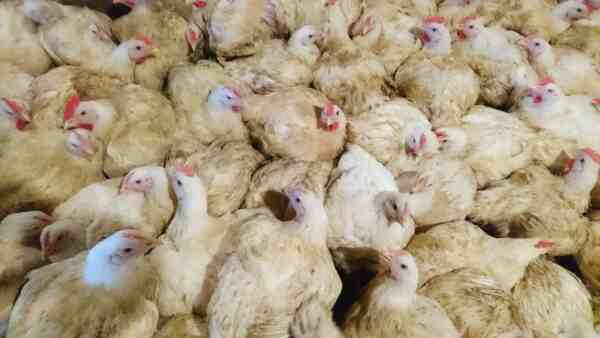 ブロイラー養鶏：肉用養鶏事業を始めるためのガイド