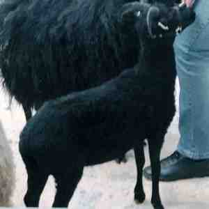 ヘブリディアン羊：特徴、起源、用途、品種情報