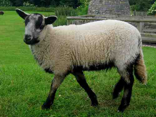 ベルガマスカ羊：特徴、用途、品種情報
