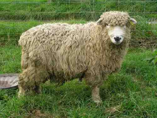 ホワイトフェイスダートムーア羊：特徴と品種情報
