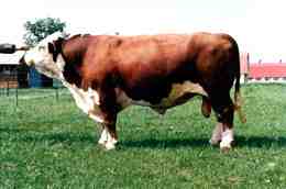 ホワイトフラニ牛：特徴、用途、完全な品種情報
