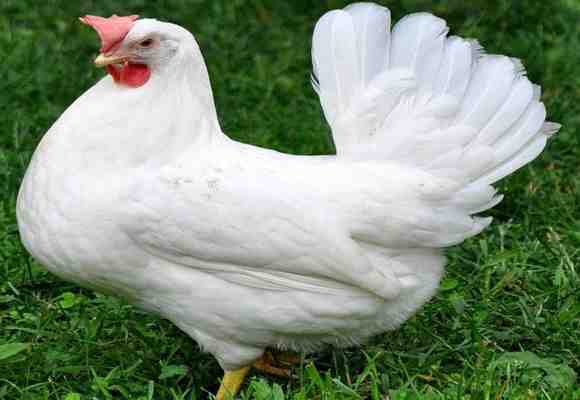 ポーランドの養鶏：初心者のための事業開始計画