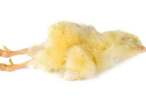 マレック病：家禽の鶏を管理および保存する方法