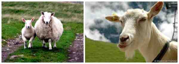 ヤギとヒツジの特徴：ヤギとヒツジの外観と行動