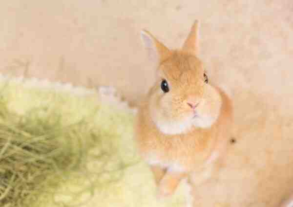 ライラックウサギ：特徴、起源、用途、完全な品種情報