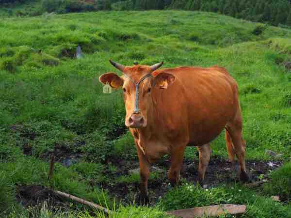 リトアニアの赤牛：特徴、用途、完全な品種情報