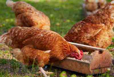レイヤー家禽飼料：産卵鶏に何を与えるか