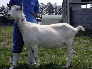 ロシアの白ヤギ：特徴、用途、完全な品種情報