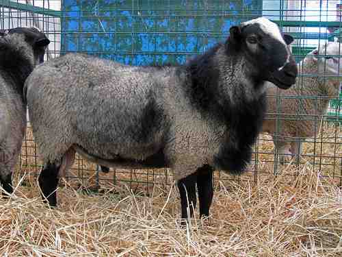 ロマノフ羊：特徴、用途、品種情報