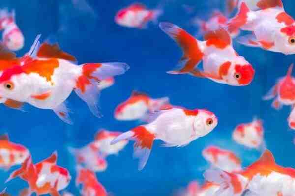 一般的な金魚：特徴、食事、繁殖および用途