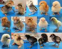 家禽の分類：鶏の種類、品種、品種、系統
