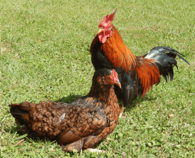 家禽の品種：農業用のさまざまな鶏の品種