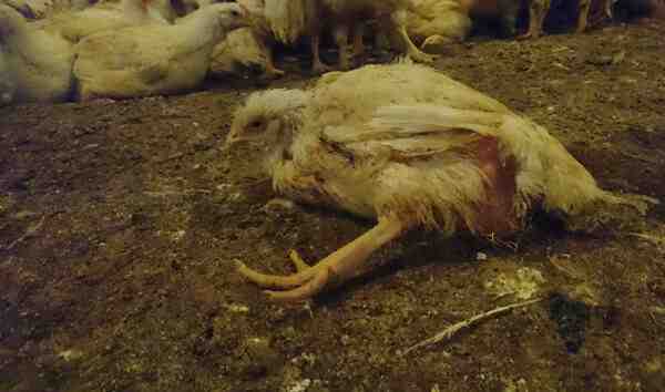 家禽の病気：さまざまな種類の病気が家禽の生産に影響を与える