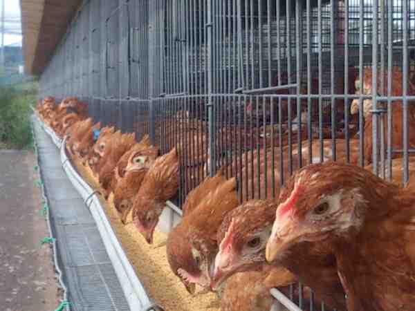 家禽設備：養鶏事業に必要なもの