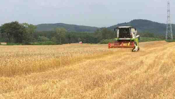 小麦農業：初心者のための事業開始計画