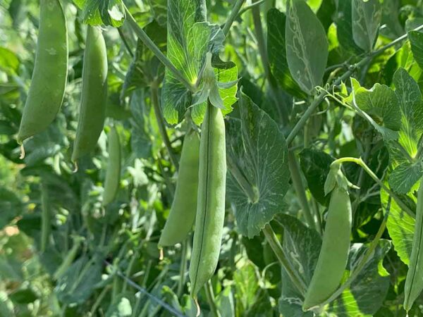 成長するエンドウ豆：ホームガーデンでの有機エンドウ豆の栽培