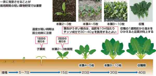 成長するチャヤ：ホームガーデンでの有機ホウレンソウ栽培
