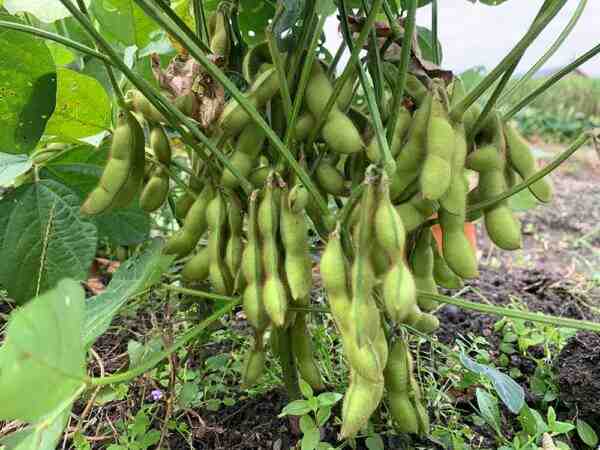 成長する枝豆：ホームガーデンでの有機枝豆栽培