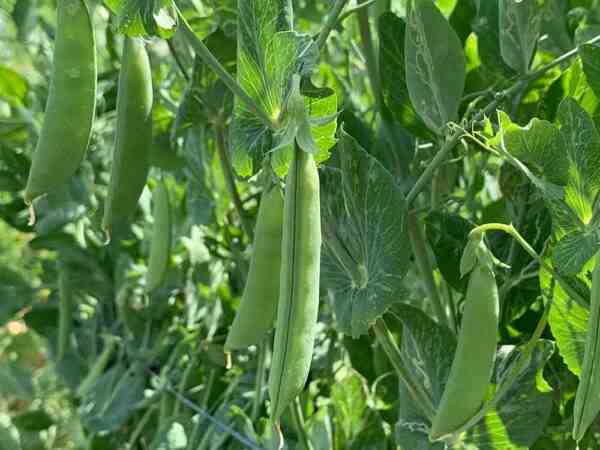 成長する豆：ホームガーデンでの有機豆の栽培