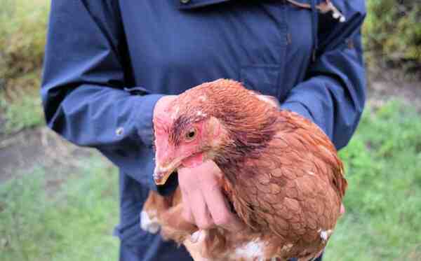 新鮮な卵のために少数の鶏を飼う方法：レイヤーチキン飼育ガイド