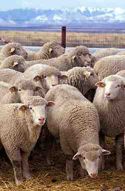 湾岸原産の羊：特徴と品種情報