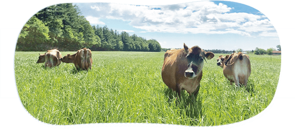 牛の飼料：より良い牛乳と肉の生産のための牛の飼養ガイド