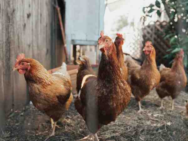 産卵鶏と雌鶏の飼育：完全なビジネスガイド