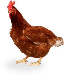 産卵鶏の種類：鶏を生産する着色された卵
