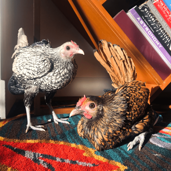 産卵鶏は肉垂を持っていますか：肉垂は良い卵生産の兆候です