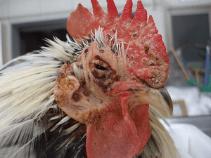 病気の鶏の症状：病気の鶏を特定する方法