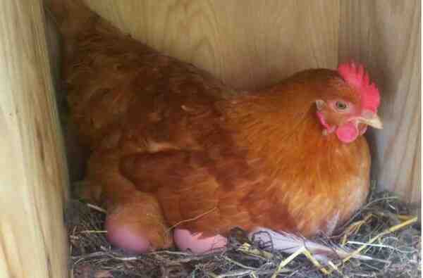 色付きの卵を産む鶏：鶏の品種はカラフルな卵を産む