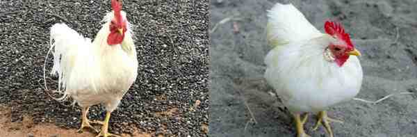 英国の家禽の品種：英国の世界で育てられた鶏の種類