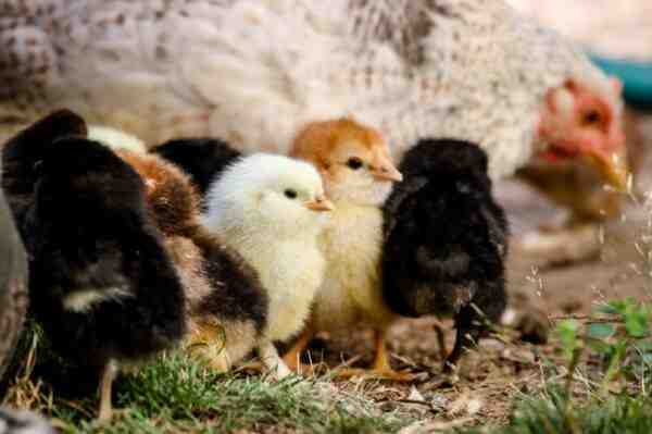 裏庭の鶏の利点：裏庭の鶏の驚くべき利点