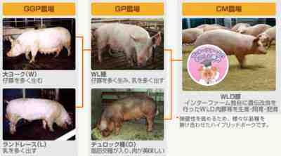 豚の飼育：豚の飼育方法（初心者向けガイド）