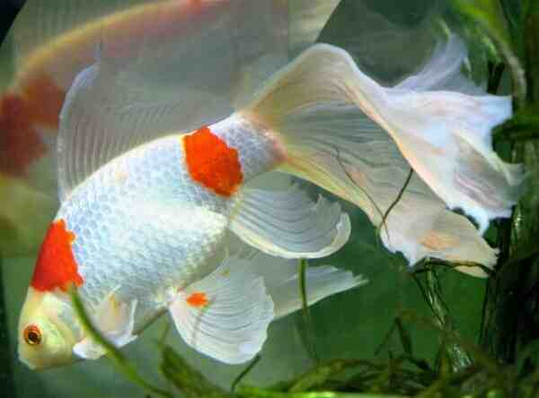金魚コメット：特徴、食餌、繁殖および用途