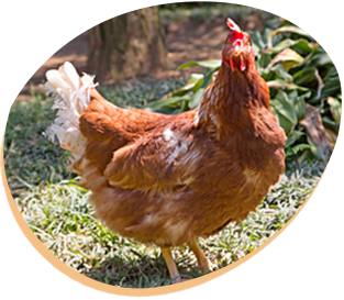 養鶏に関するFAQ：よくある質問と回答