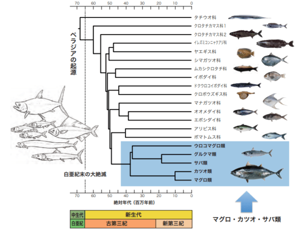 魚の分類：魚の科学的分類