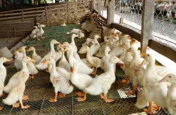 鶏とアヒルを育てる：初心者のための有益なビジネス