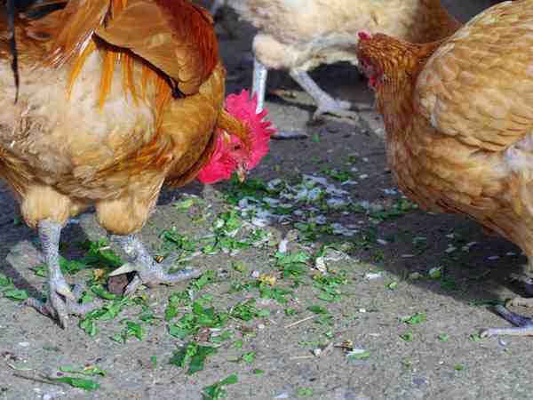 鶏の食生活：鶏と鶏は何を食べるのか
