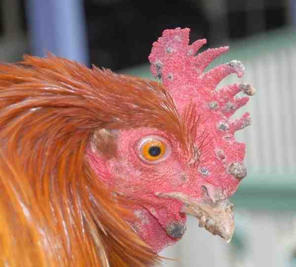 鶏痘病：病気を制御し、家禽を救う方法