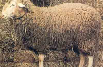 Fabrianese Sheep：特徴、起源、用途、品種情報