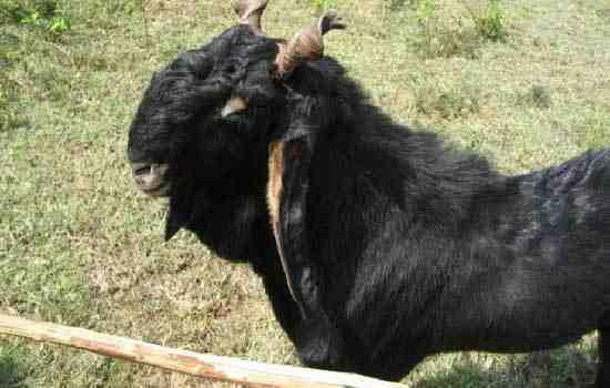 Gohilwadi Goat：特性と農業情報